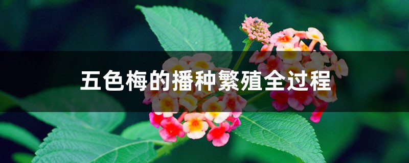 五色梅的播种繁殖全过程 五色梅的播种繁殖全过程
