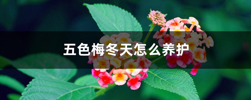 五色梅冬天怎么养护 五色梅冬天怎么养护