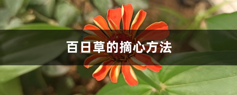 百日草的摘心方法 百日草的摘心方法