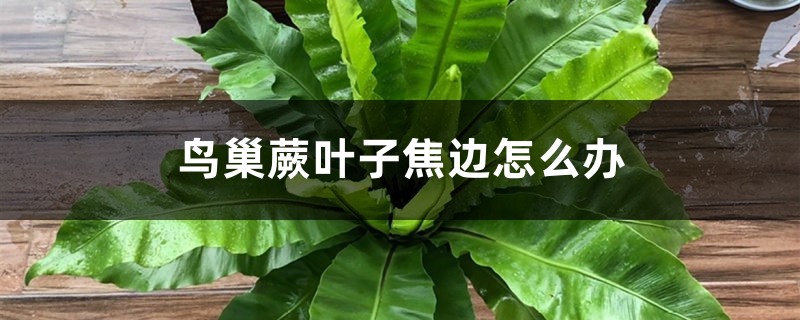 鸟巢蕨叶子焦边怎么办 鸟巢蕨叶子焦边怎么办