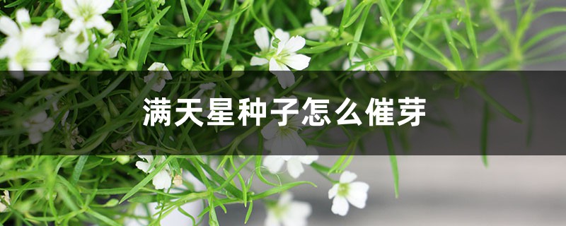 满天星种子怎么催芽 满天星种子怎么催芽