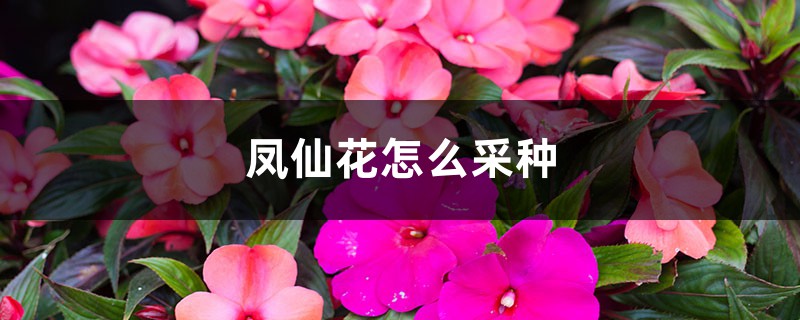 凤仙花怎么采种 凤仙花怎么采种