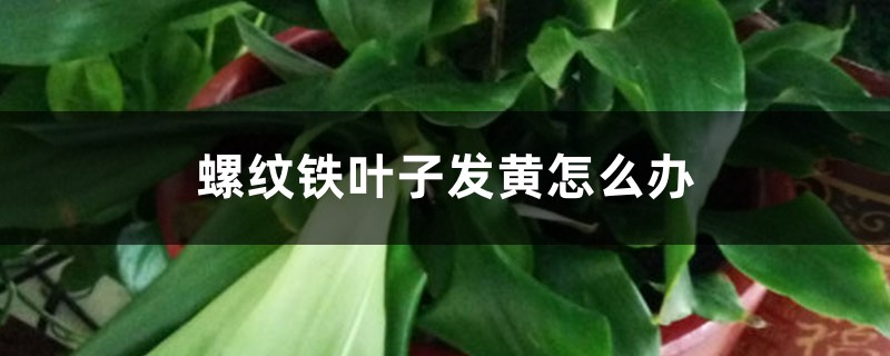 螺纹铁叶子发黄怎么办 螺纹铁叶子发黄怎么办