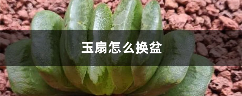 玉扇怎么换盆 玉扇怎么换盆