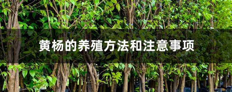 黄杨的养殖方法和注意事项 黄杨的养殖方法和注意事项