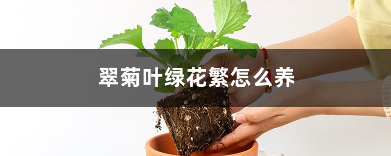 翠菊叶绿花繁怎么养 翠菊叶绿花繁怎么养