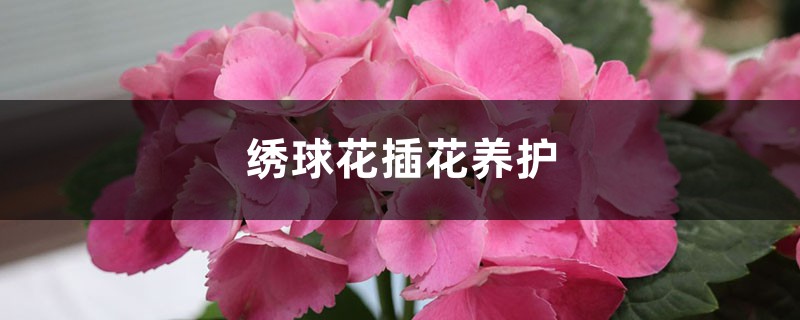 绣球花插花养护 绣球花插花养护