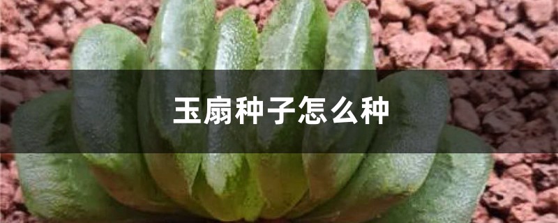 玉扇种子怎么种 玉扇种子怎么种