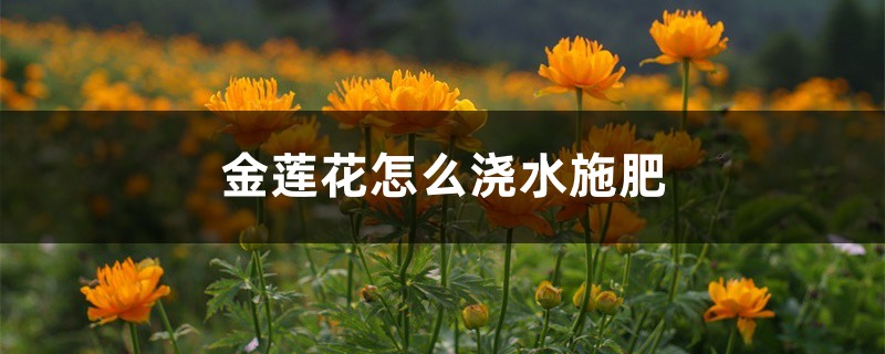 金莲花怎么浇水施肥 金莲花怎么浇水施肥
