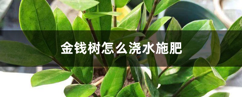 金钱树怎么浇水施肥 金钱树怎么浇水施肥