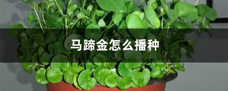 马蹄金怎么播种 马蹄金怎么播种