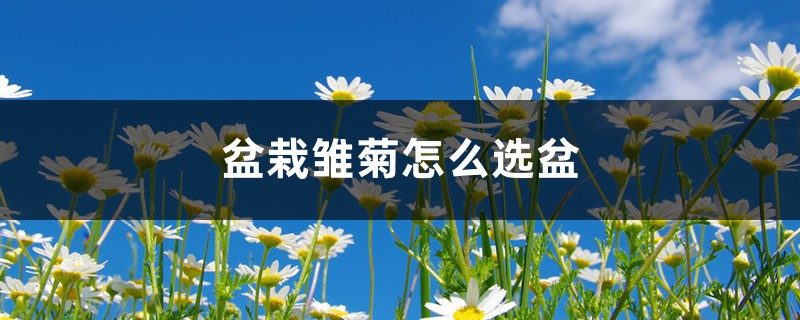 盆栽雏菊怎么选盆 盆栽雏菊怎么选盆