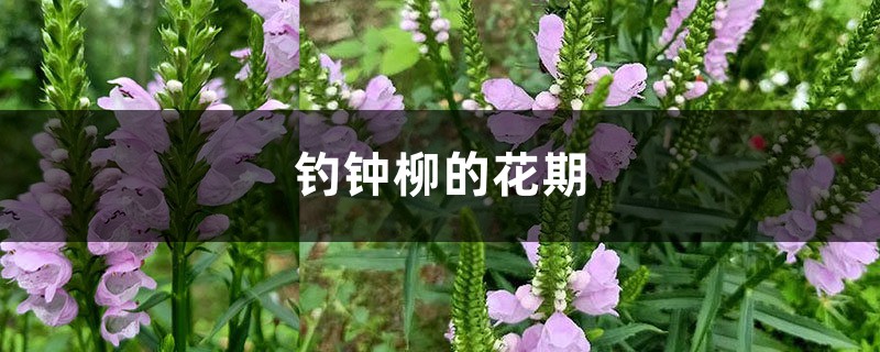 钓钟柳的花期 钓钟柳的花期