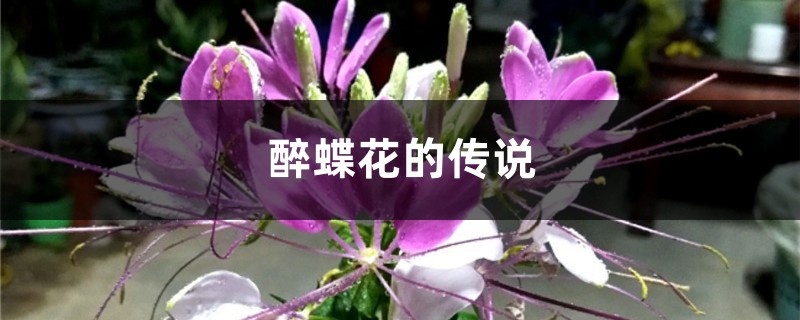 醉蝶花的传说 醉蝶花的传说