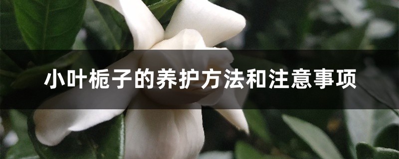 小叶栀子的养护方法和注意事项 小叶栀子的养护方法和注意事项