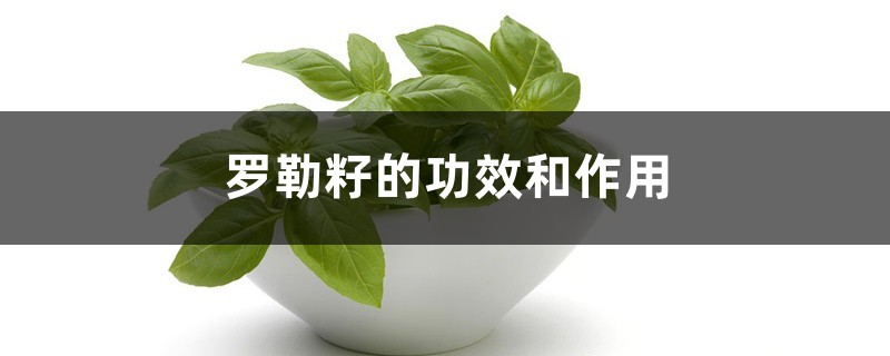 罗勒籽的功效和作用 罗勒籽的功效和作用