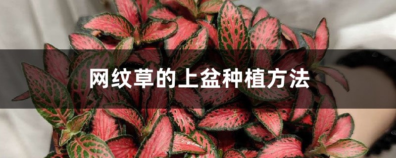 网纹草的上盆种植方法 网纹草的上盆种植方法
