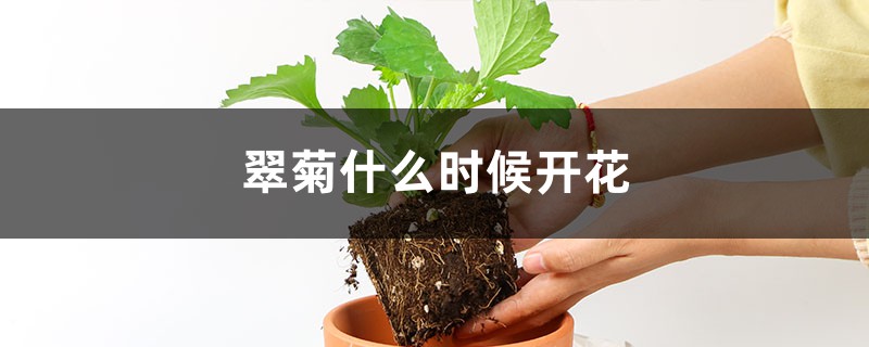 翠菊什么时候开花 翠菊什么时候开花