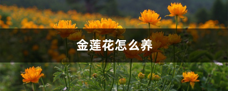 金莲花怎么养 金莲花怎么养