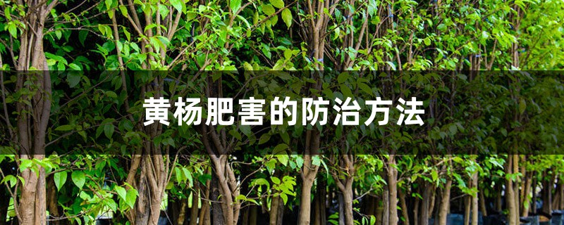 黄杨肥害的防治方法 黄杨肥害的防治方法