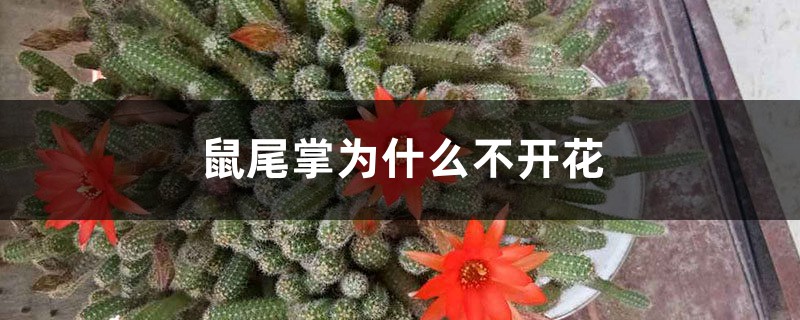鼠尾掌为什么不开花 鼠尾掌为什么不开花