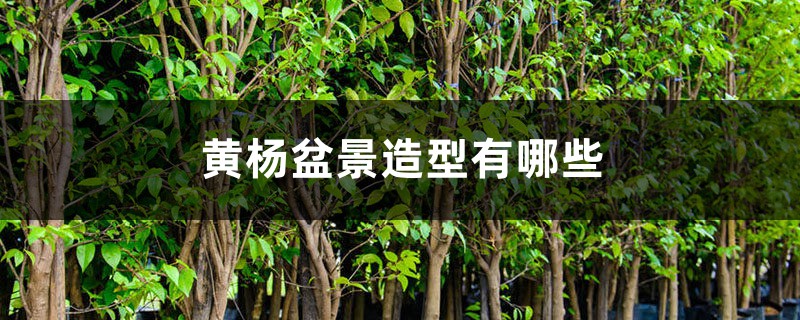 黄杨盆景造型有哪些 黄杨盆景造型有哪些