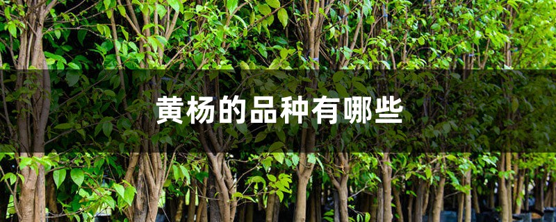 黄杨的品种有哪些 黄杨的品种有哪些