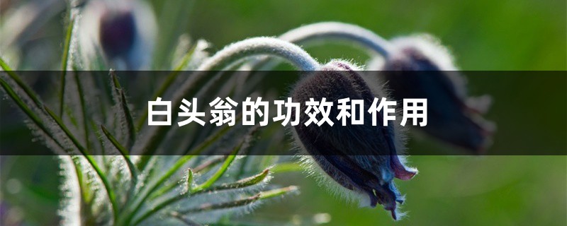 白头翁的功效和作用 白头翁的功效和作用