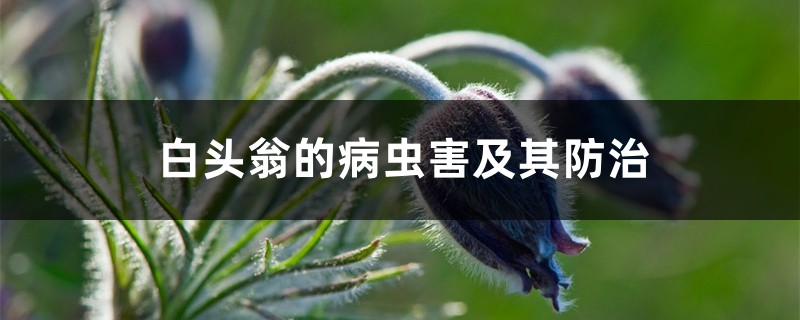 白头翁的病虫害及其防治 白头翁的病虫害及其防治
