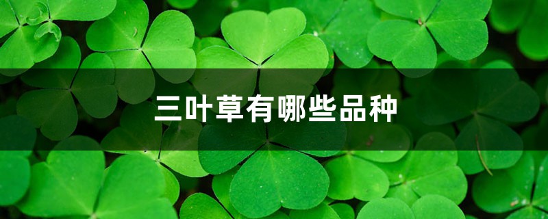 三叶草有哪些品种 三叶草有哪些品种