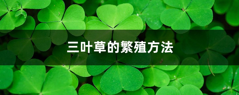 三叶草的繁殖方法 三叶草的繁殖方法