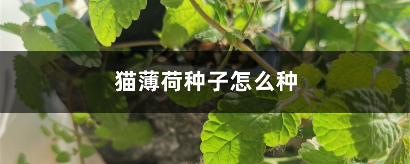 猫薄荷种子怎么种 猫薄荷种子怎么种