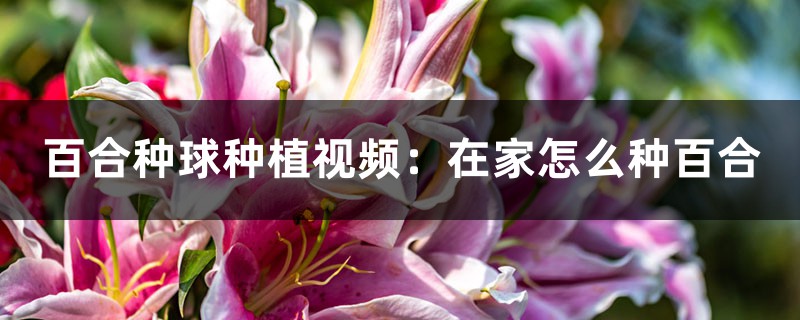 百合种球种植视频:在家怎么种百合 百合种球种植视频:在家怎么种百合
