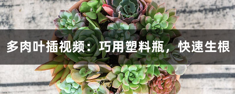 多肉叶插视频:巧用塑料瓶,快速生根 多肉叶插视频:巧用塑料瓶,快速生根