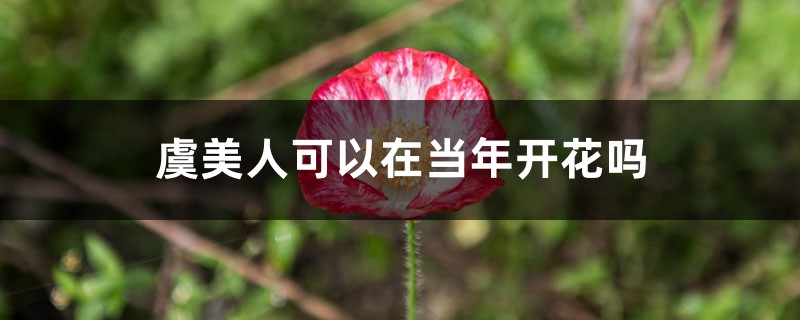 虞美人可以在当年开花吗 虞美人可以在当年开花吗