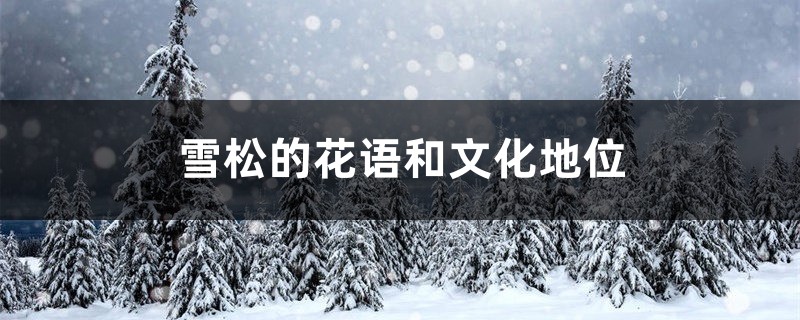 雪松的花语和文化地位 雪松的花语和文化地位