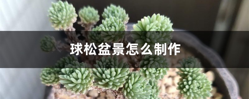 球松盆景怎么制作 球松盆景怎么制作