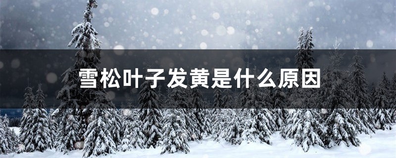 雪松叶子发黄是什么原因 雪松叶子发黄是什么原因
