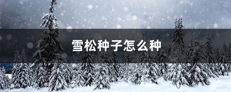 雪松种子怎么种 雪松种子怎么种