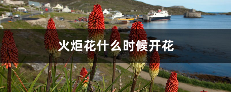 火炬花什么时候开花 火炬花什么时候开花