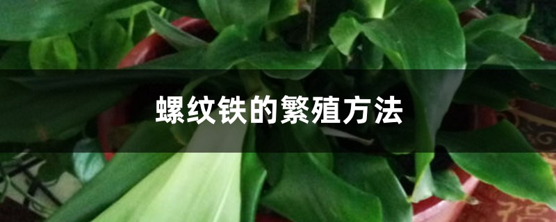螺纹铁的繁殖方法 螺纹铁的繁殖方法