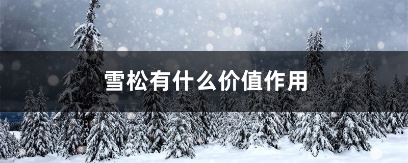 雪松有什么价值作用 雪松有什么价值作用