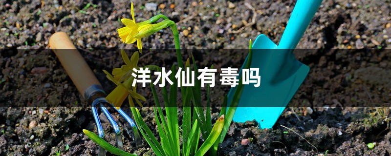 洋水仙有毒吗 洋水仙有毒吗