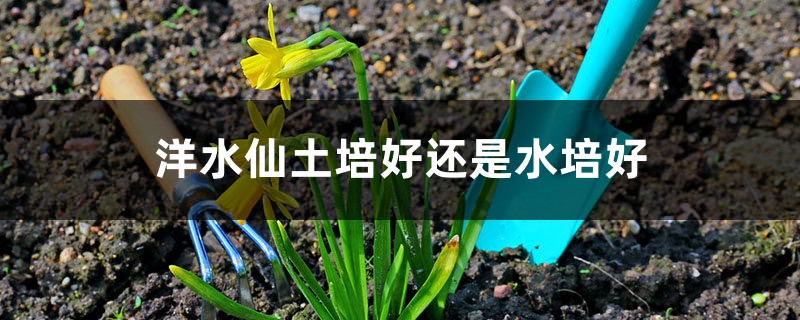 洋水仙土培好还是水培好 洋水仙土培好还是水培好