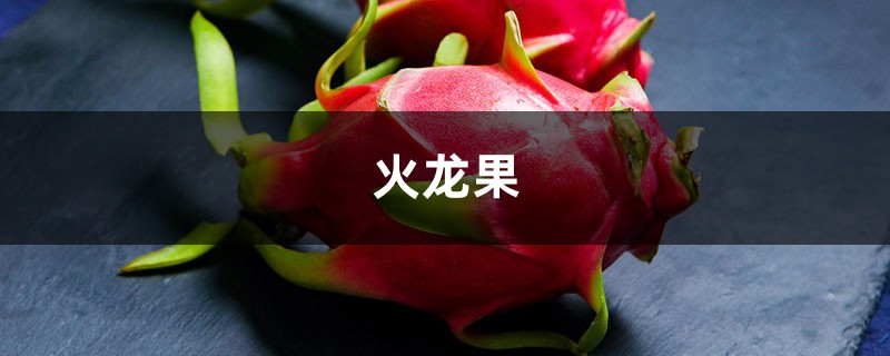 火龙果播种视频:不花一分钱,种出小盆栽 火龙果播种视频:不花一分钱,种出小盆栽