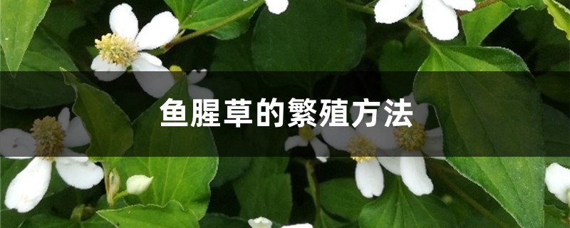 鱼腥草的繁殖方法 鱼腥草的繁殖方法