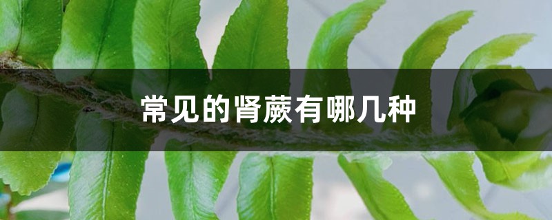 常见的肾蕨有哪几种 常见的肾蕨有哪几种