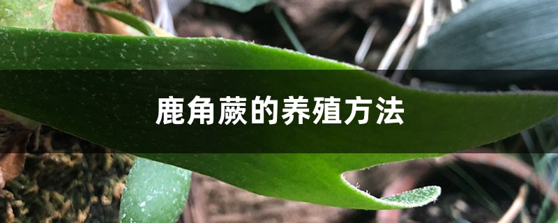 鹿角蕨的养殖方法 鹿角蕨的养殖方法