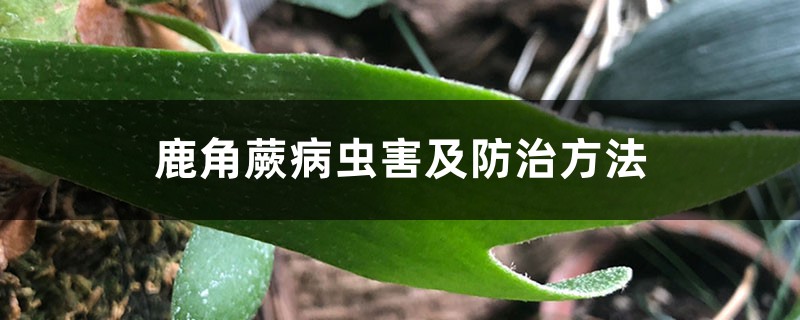 鹿角蕨病虫害及防治方法 鹿角蕨病虫害及防治方法