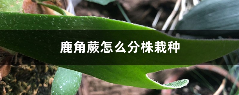 鹿角蕨怎么分株栽种 鹿角蕨怎么分株栽种